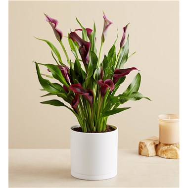 Elegant Calla Lily